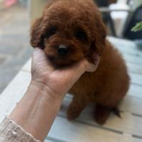 Barboncino nano rosso