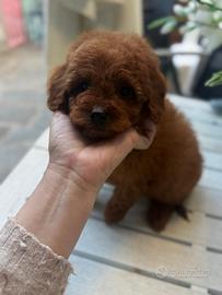 Barboncino nano rosso