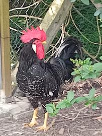 Galli e galline