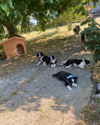 Cuccioli Border Collie