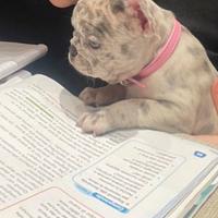 Buldog francese