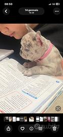 Buldog francese