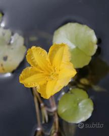 Nymphoides peltata
