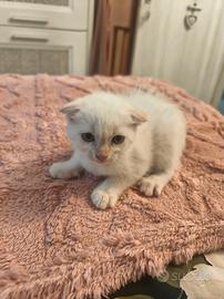 Cuccioli scottish fold