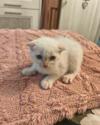 Cuccioli scottish fold