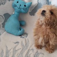 Cuccioli maltipoo