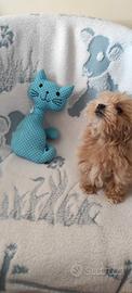 Cuccioli maltipoo