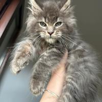 Cucciolo blue silver Maine Coon