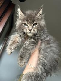 Cucciolo blue silver Maine Coon