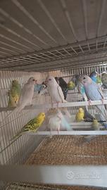 Pappagallini cocorite