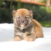 Cucciolo di Shiba Inu fulvo