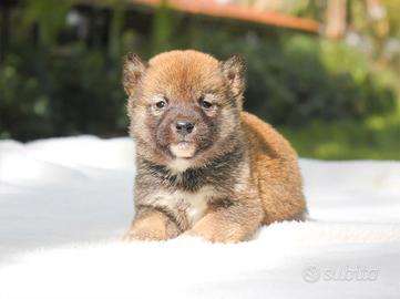 Cucciolo di Shiba Inu fulvo
