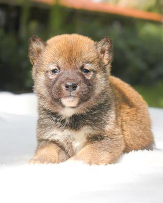 Cucciolo di Shiba Inu fulvo