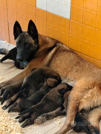 Pastore belga malinois pedigree ENCI