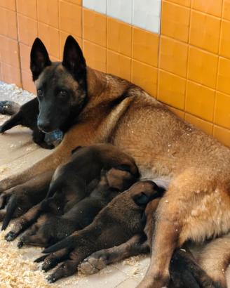 Pastore belga malinois pedigree ENCI
