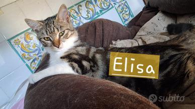Elisa gattina 7 mesi