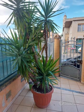 Ficus Benjamin alto più di 2m, usato usato  Cagliari