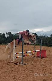 Haflinger