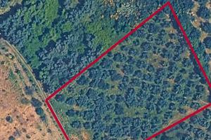 Terreno agricolo uliveto