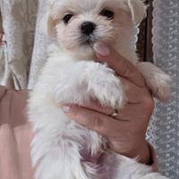 Cucciolo cane maltese