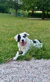 Cane meticcio molto amichevole