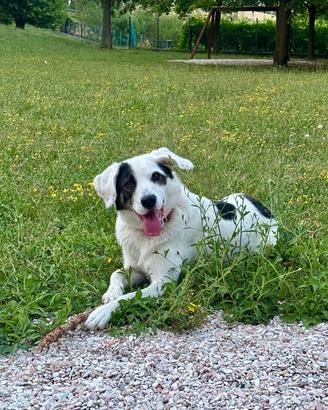 Cane meticcio molto amichevole