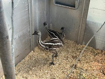 Cuccioli emu