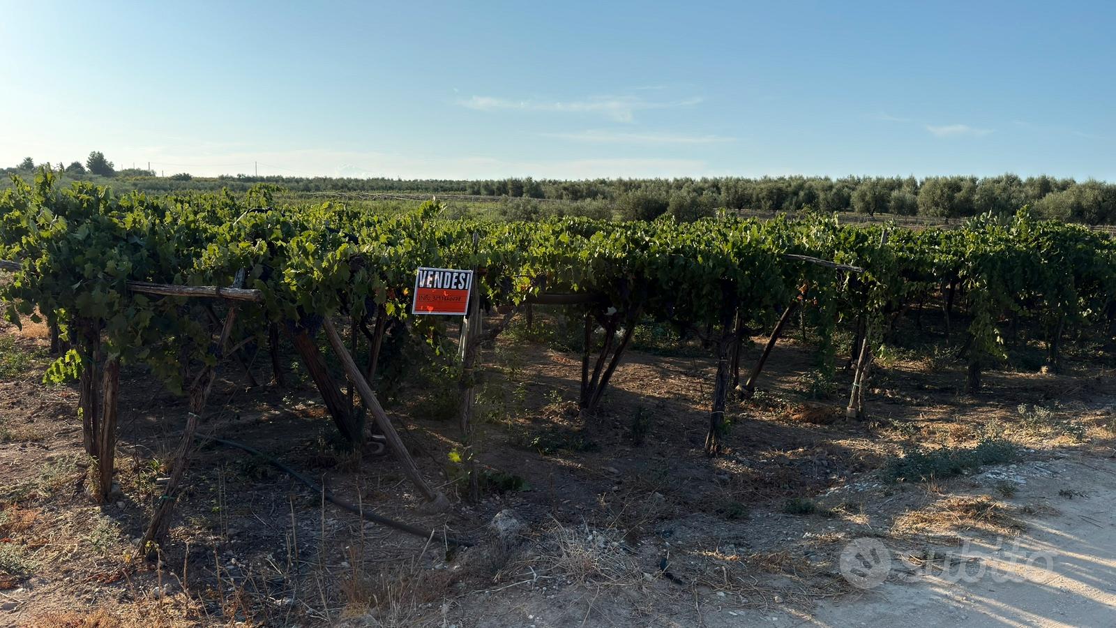 Terreno agricolo - Vista 2