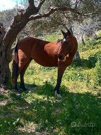 Cavalli sella italiani