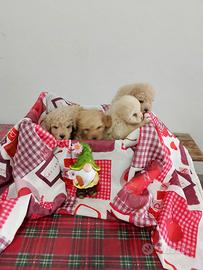 Cuccioli di barboncino