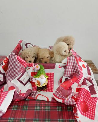 Cuccioli di barboncino