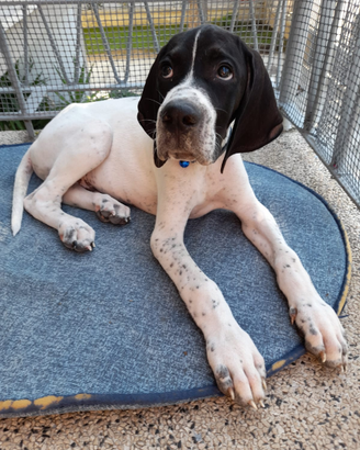 Pointer maschi sono a gente seriamente interessata