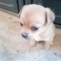 Cuccioli taglia piccola
