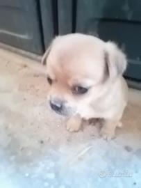 Cuccioli taglia piccola