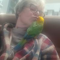 Piccolo di conuro del sole