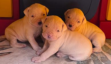 Cuccioli dogo argentino