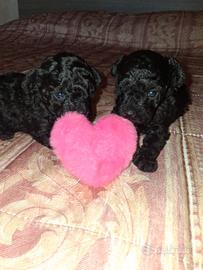 Barboncino toy ( taglia reale) 1 mese 400 grammi