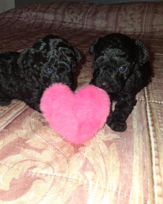 Barboncino toy ( taglia reale) 1 mese 400 grammi