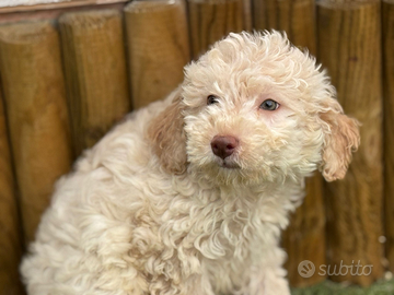 Lagotto romagnolo