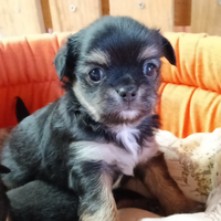 Maschietti chihuahua
