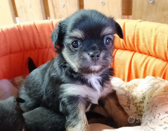 Maschietti chihuahua