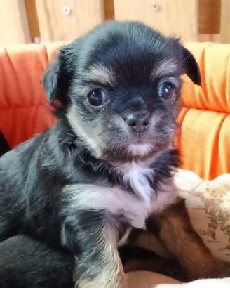 Maschietti chihuahua