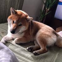 Esemplare Shiba inu per monta