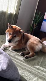 Esemplare Shiba inu per monta