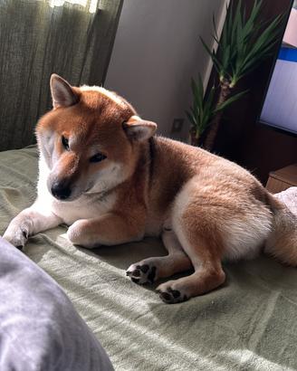 Esemplare Shiba inu per monta