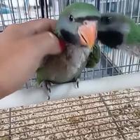 Animali