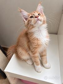 Nancy, splendida femmina di Maine Coon, nata il 06