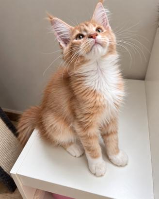 Nancy, splendida femmina di Maine Coon, nata il 06