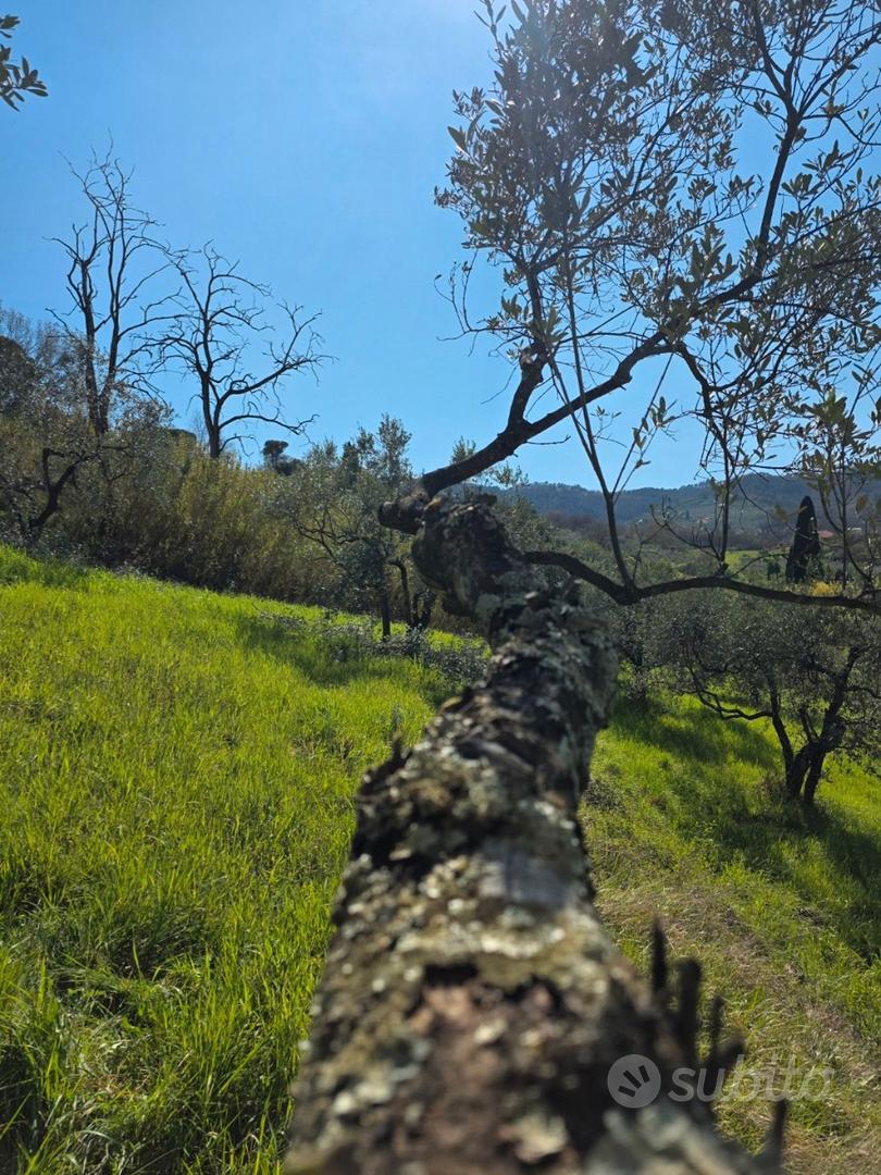 Terreno agricolo - oliveta - Vista 2