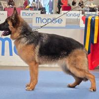 Pastore Tedesco cucciolona